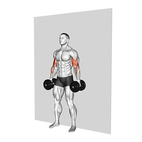 Übungsanimation Hammer-Curl