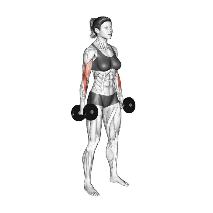 Exercise animation dumbbell hammer curl - full range of motion in a neutral grip