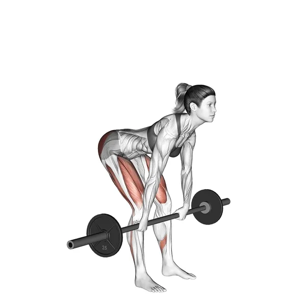 Exercise animation Romanian deadlift with a barbell - full range of motion