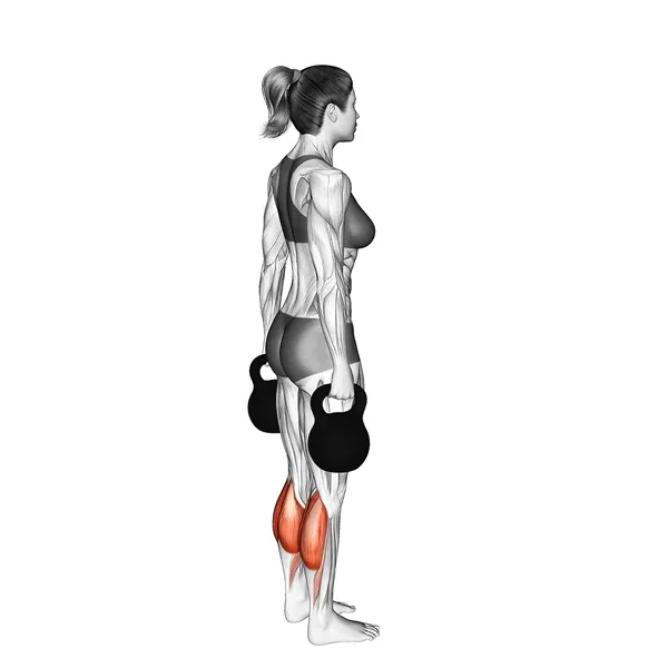 Übungsanimation Wadenheben im Stehen mit Kettlebells - kompletter Bewegungsablauf